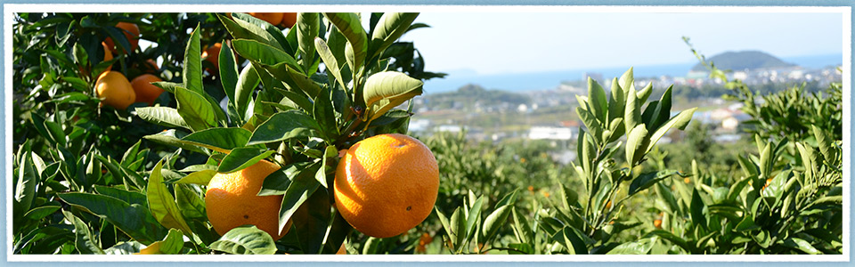シーカヤック（香川県仁尾町）のフリークラウド