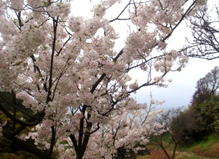 蔦島の桜