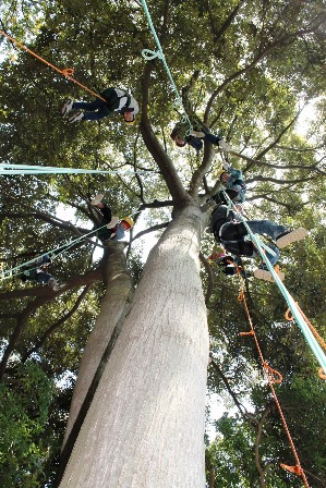 ツリークライミング1